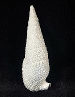 Cerithium (Cerithioclava) dalli OLSSON & PETIT 1964  - Bild © FossNet FossilienStore